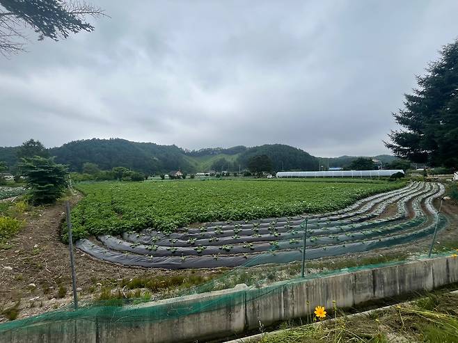 6일 강원 평창군 봉평면에 있는 정은경 보건복지부 장관 후보자 남편 소유 농지. 평창=이에스더 기자