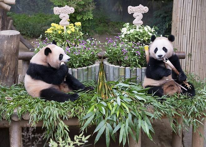 두돌 생일을 맞은 에버랜드 쌍둥이 판다 루이바오와 후이바오  / 사진=삼성물산