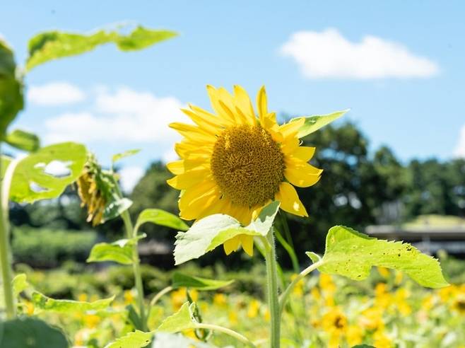 항파두리항몽유적지 해바라기 / 사진=제주관광공사