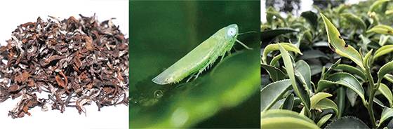 ‘동방미인’차는 ‘소록엽선(가운데 사진)’이라는 벌레가 먹은 찻잎으로 만든다. 벌레 먹은 잎으로 만들기 때문에 완성된 차의 색상이 얼룩덜룩하다(왼쪽).