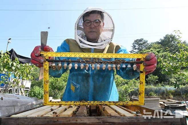 [광주=뉴시스] 이영주 기자 = 광주지역에 폭염특보가 12일째 이어지고 있는 9일 오전 광주 북구 장등동에서 양봉업자 정시명(64)씨가 여왕벌이 만들어지고 있는 왕대를 들어올려 보여주고 있다. 여왕벌의 수는 양봉장 규모와 직결돼있지만 폭염 속에서는 부화 가능성이 뚝 떨어진다. 2025.07.09. leeyj2578@newsis.com
