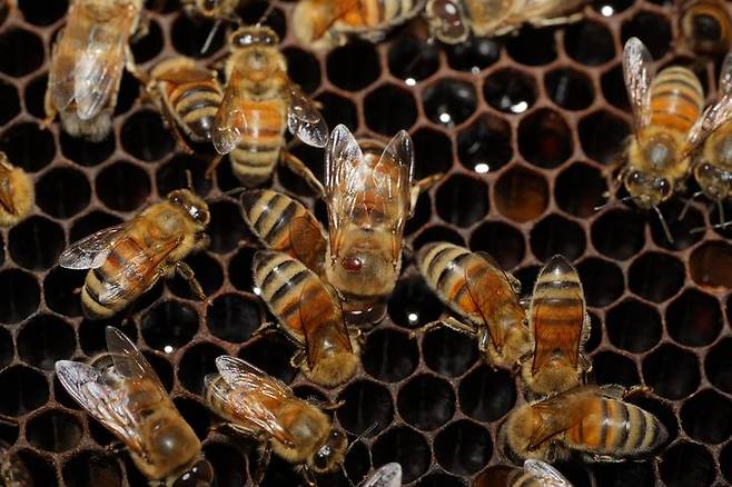 [세종=뉴시스] 농촌진흥청이 꿀벌에 기생하는 진드기 일종인 '꿀벌응애'의 확산 방지를 위해 양봉농가에 검증된 약제만 사용하고, 불법 수입이나 오남용을 자제해 달라고 8일 당부했다. 사진은 성충가해 꿀벌응애. (사진=농진청 제공) 2025.07.08. photo@newsis.com *재판매 및 DB 금지