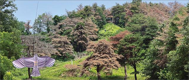 경북 안동시 임동면 망천2리에 있는 한 야산의 나무들이 소나무재선충병으로 빨갛게 고사했다.