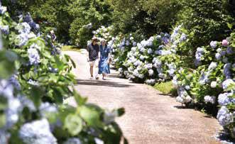 연화사에서 보덕암으로 이어지는 ‘수국길’의 모습. 여름을 맞아 수국이 탐스럽게 만개했다.
