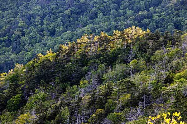 지리산의 자연 풍경. 숲 사이에 보이는 고사목은 지리산을 상징한다.