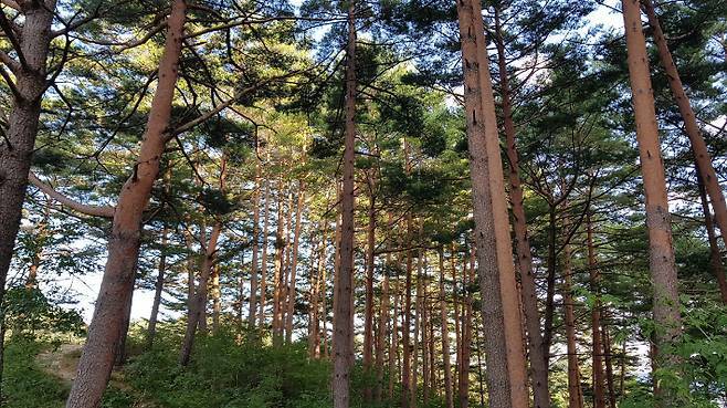 세계중요농업유산으로 등재된 울진 금강송 소나무숲. 울진군 제공