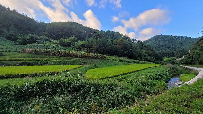 울진 금강송 산지농업시스템 중 하나인 봇도랑농업.&nbsp;