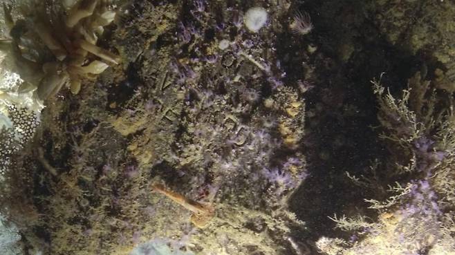 ‘네이비 야드’(Navy Yard)라로 새겨진 문자 덕에 이 난파선이 USS 뉴올리언스인 것으로 확인됐다. Ocean Exploration Trust