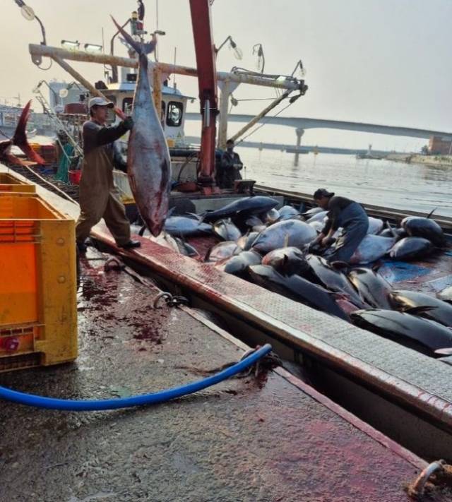 지난 7일 오전 2시께 경북 영덕군 강구면 삼사리 앞바다에 설치된 정치망 9개소에서 참다랑어 1만4206㎏가 어획됐다. 영덕군 제공