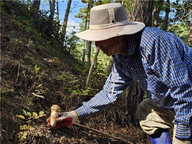 울진 금강송 산지농업시스템 [농림축산식품부 제공. 재판매 및 DB금지]