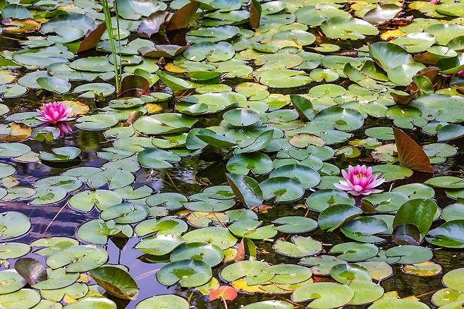 공원 연못에 핀 연꽃 [사진/임헌정 기자]
