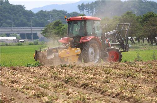 가뭄 속 감자 수확 현장 [촬영 유형재]