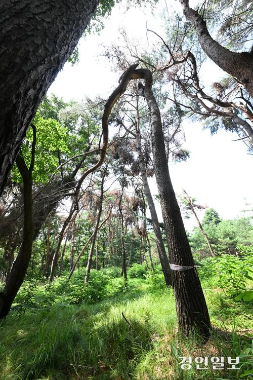 9일 오후 화성시 융건릉 소나무 숲이 지난 겨울 폭설과 최근 폭염 등으로 피해를 보고 있으나 복구작업이 지연되면서 노송 관리에 우려의 목소리가 커지고 있다. 사진은 화성시 융건릉에 지난 겨울 폭설로 부러진 소나무가 죽어가는 채 방치되고 있는 모습. 2025.7.9 /임열수기자 pplys@kyeongin.com