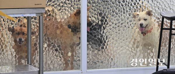 10일 오전 인천시 서구 마전동 사단법인 도로시 지켜줄게 유기견 보호소에서 유기견이 가림막 밖을 살피고 있다. 2025.7.10 /조재현기자 jhc@kyeongin.com