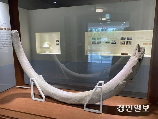 인천시립박물관 기획특별전 ‘우리 박물관의 기구한 손님들’에 전시된 시베리아 매머드 어금니 복제본. 2025.7.4 /박경호기자 pkhh@kyeongin.com