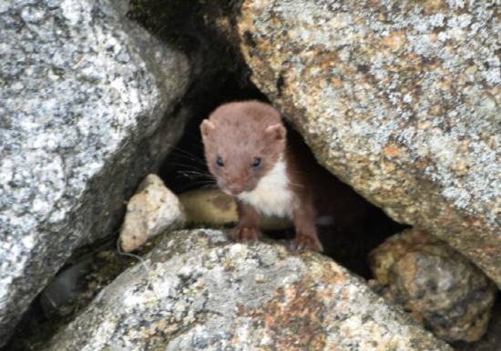 멸종위기 야생생물 Ⅰ급 '무산쇠족제비' 활동 장면 지리산에서 8년만에 포착됐다.'