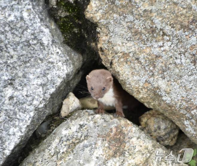 무산쇠족제비(환경부 제공) ⓒ 뉴스1