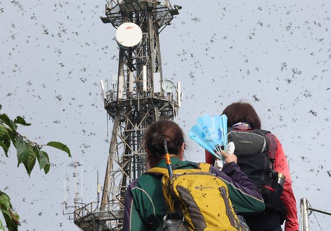 지난달 30일 인천 계양구 계양산 정상에서 러브버그(붉은등우단털파리) 무리가 등산로와 등산객들에게 들러붙으며 불쾌감을 주고있다. /뉴시스