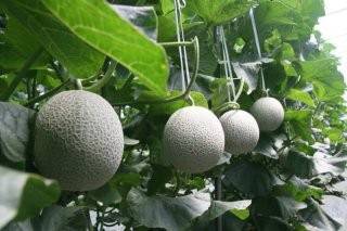 청양멜론이 맛과 향의 품질과 공동선별·출하원칙 등을 철저히 지켜 첫수확을 시작으로 이에 상응하는 판로개척의 길을 걷는 '두마리 토끼'를 잡는다.청양군 제공