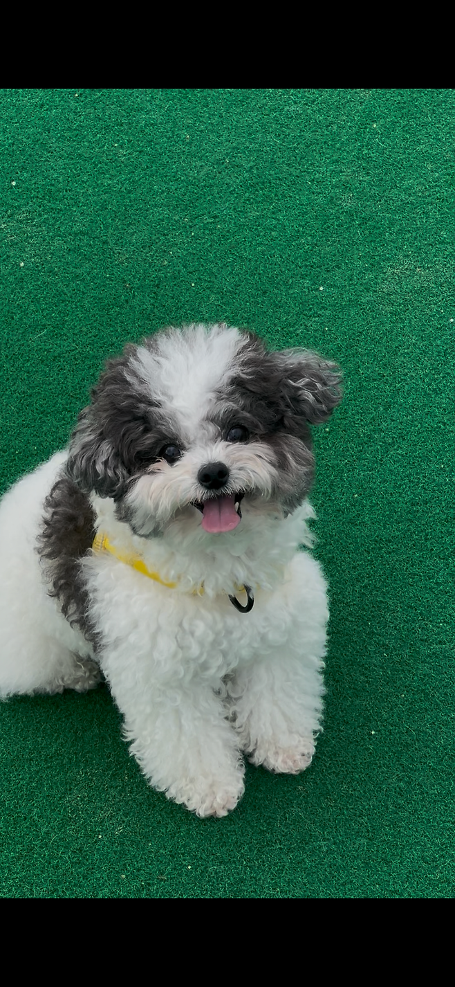 포텐간 엄청작은강아지 우리 강아지인줄