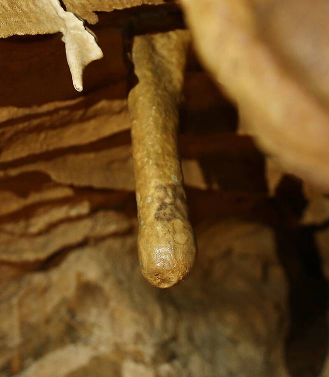 국내 지질 전문가도 ‘최고’라고 칭송하는 백룡동굴에는 희한한 모양의 종유석이 많다. 몰지각한 지역민의 탈취로 한번 잘렸다가 다시 붙여진 일명 ‘남근석’. 박미향 기자