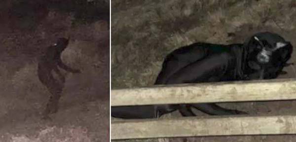 영국 리버풀의 한 마을에 고양이 슈트와 가면을 쓴 정체불명의 남성이 나타나 주민들을 혼란스럽게 하고 있다./사진=뉴욕포스트