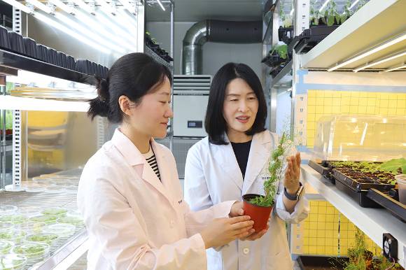 생명연 연구팀이 식물이 고온 환경을 극복하는 과정을 분자수준에서 규명했다. 교신저자 조혜선 박사, 제1저자 조승희 박사(오른쪽부터). [사진=생명연]