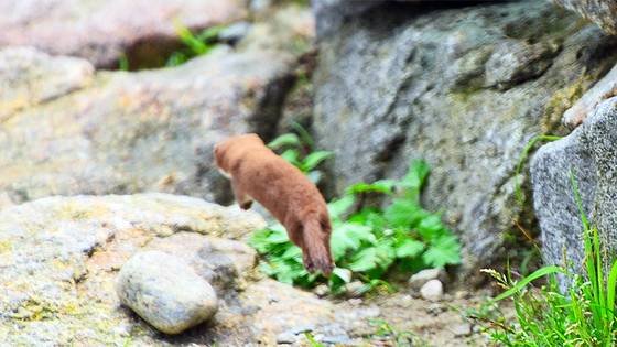 2017년 무산쇠족제비 7월 1일 지리산 국립공원에서 처음 발견된 무산쇠족제비가 사람을 피해 뛰어가고 있다. 사진 국립공원공단