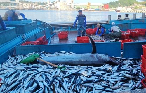 ▲ 삼척 앞바다에서 잡힌 황새치 [정연철 삼척시의원 제공]