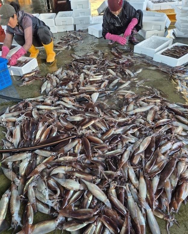 ▲ 최근 들어 동해안에 오징어가 많이 잡히고 있다. 사진은 삼척 임원항 위판장 모습.