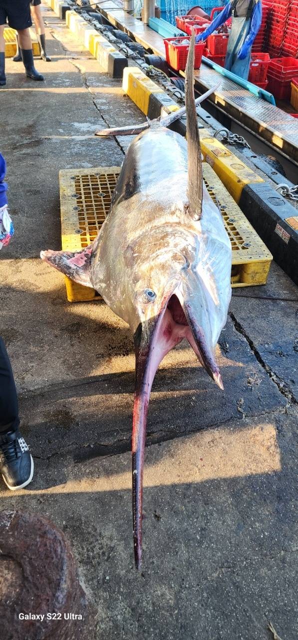 강원 삼척 앞바다에서 잡힌 황새치. 정연철 삼척시의원 제공