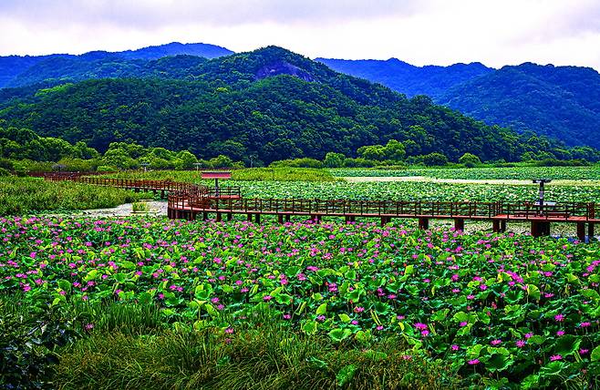 홍련과 백련으로 덮인 정양늪생태공원의 여름 풍경. 사진제공=김도형 작가&nbsp;