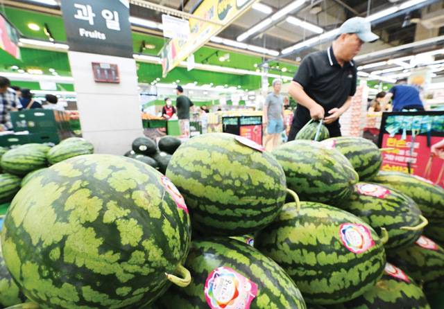 이른 폭염으로 과채류 가격이 크게 뛰고 있다. 작황 부진으로 공급이 예년 같지 않은데 갑자기 더워지며 수요는 급증했기 때문이다. 10일 한 시민이 서울 서초구 하나로마트 양재점에서 수박을 고르고 있다. 윤웅 기자