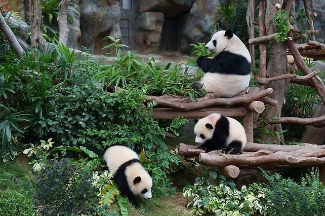 홍콩 오션파크  / 사진=홍콩관광청