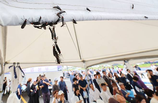 지난달 27일 인천 서구 신검단중앙역에서 열린 인천도시철도 1호선 검단연장선 개통기념식장 텐트에 러브버그들이 몰려들어 붙어 있다.[연합]