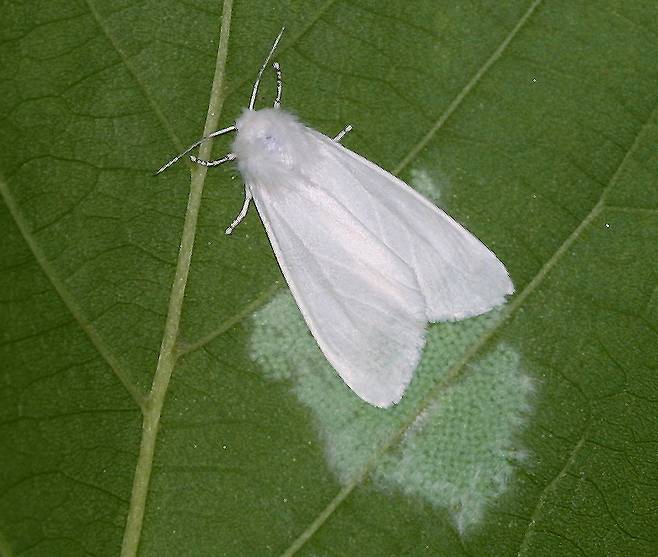 미국흰불나방.[국립산림과학원 제공]