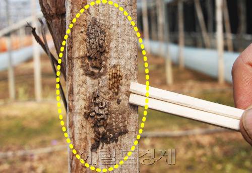 충북 옥천군 옥천읍 가풍리 한 농가의 포도밭에 부화를 앞둔 꽃매미 알이 매달려 있다.[헤럴드DB]