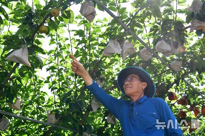 [나주=뉴시스] 35도 안팎 찜통 더위가 2주 가까이 이어지고 있는 9일 오후 전남 나주 금천면 한 배 과수농가에서농가 주인 이일수(68)씨가 배 생육에 대해 설명하고 있다. 2025.07.09. lhh@newsis.com