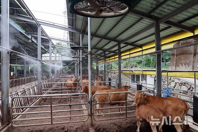 [부산=뉴시스] 하경민 기자 = 전국적으로 폭염특보가 발효 중인 10일 부산 기장군의 한 축사에서 소들이 대형 선풍기 바람과 쿨링포그를 맞으며 더위를 식히고 있다. 2025.07.10. yulnetphoto@newsis.com