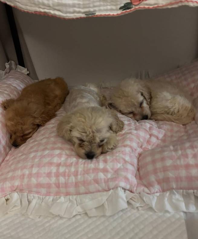 구조 후 시설에서 잠든 강아지들 [동물보호단체 네스트]