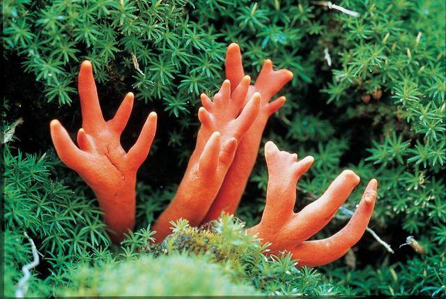 붉은사슴뿔버섯. 산림청 국립산림과학원