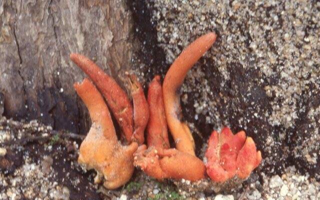 붉은사슴뿔버섯. 조덕현 자연환경보존협회 명예회장