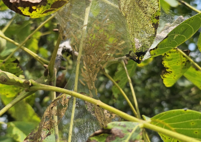 미국흰불나방 피해를 입은 나뭇잎. 산림청 국립산림과학원 제공