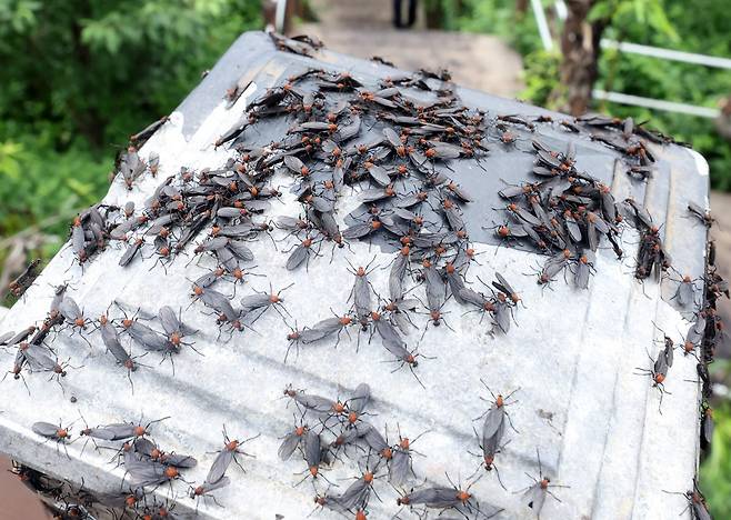 지난달 30일 오전 인천 계양구 계양산 정상에서 러브버그(붉은등우단털파리) 무리가 등산로와 등산객들에게 들러붙으며 불쾌감을 주고있다. 뉴시스