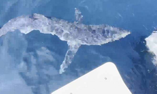 지난 2023년 강원 강릉항에 출몰한 청새리상어 모습. 동해해경 제공