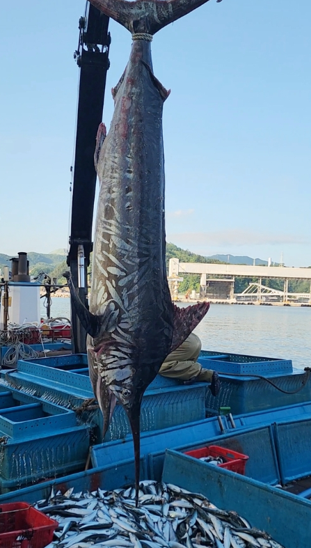 삼척에서 잡힌 황새치. 정연철 삼척시의원 제공