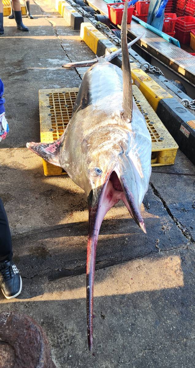 삼척에서 잡힌 황새치 [정연철 삼척시의원 제공. 재판매 및 DB 금지]