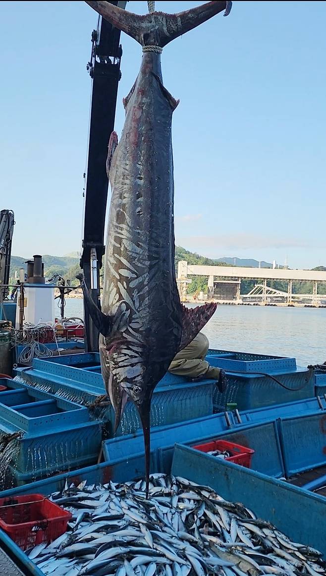 삼척 앞바다에서 잡힌 황새치 [정연철 삼척시의원 제공. 재판매 및 DB 금지]