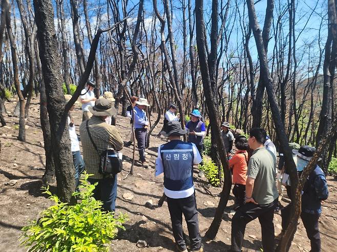 산불피해 복구 방안 논의 [산림청 제공. 재판매 및 DB 금지]
