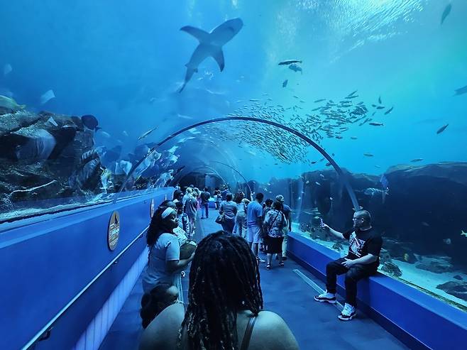 ▲ 11일(현지시각) 미국 애틀랜타에 있는 조지아 아쿠아리움에서 현지인들이 고래상어를 관람하고 있다.